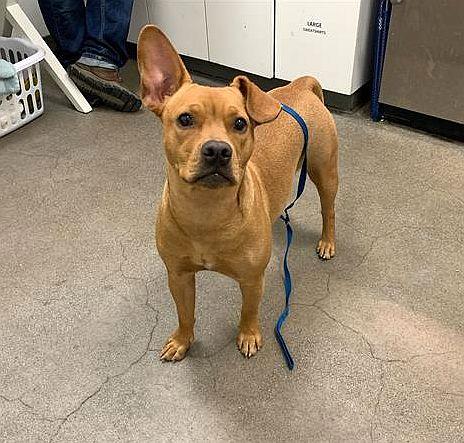 Enlarge Tina Turner, a ADOPTABLE mixed breed in Berkeley, CA image 4/5