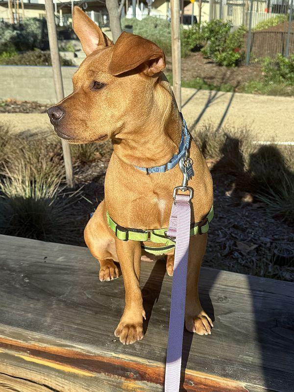 Enlarge Tina Turner, a ADOPTABLE mixed breed in Berkeley, CA image 2/5