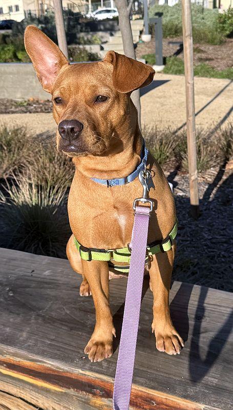 Enlarge Tina Turner, a ADOPTABLE mixed breed in Berkeley, CA image 5/5