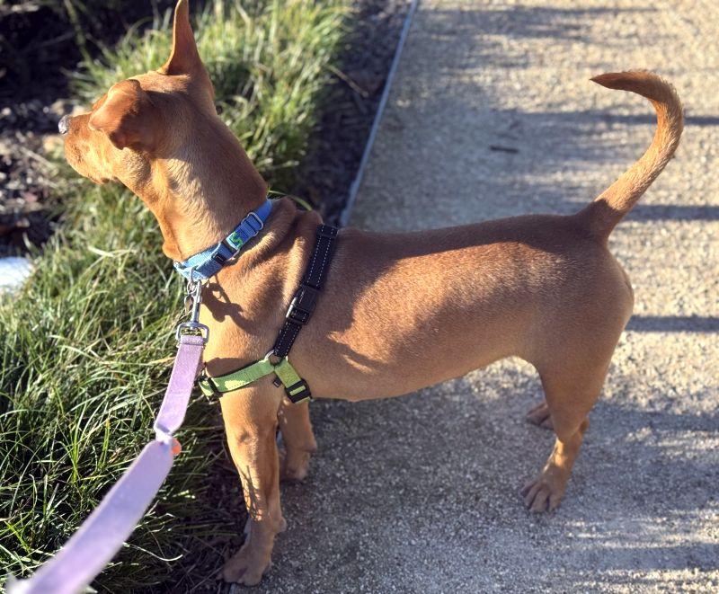 Enlarge Tina Turner, a ADOPTABLE mixed breed in Berkeley, CA image 3/5