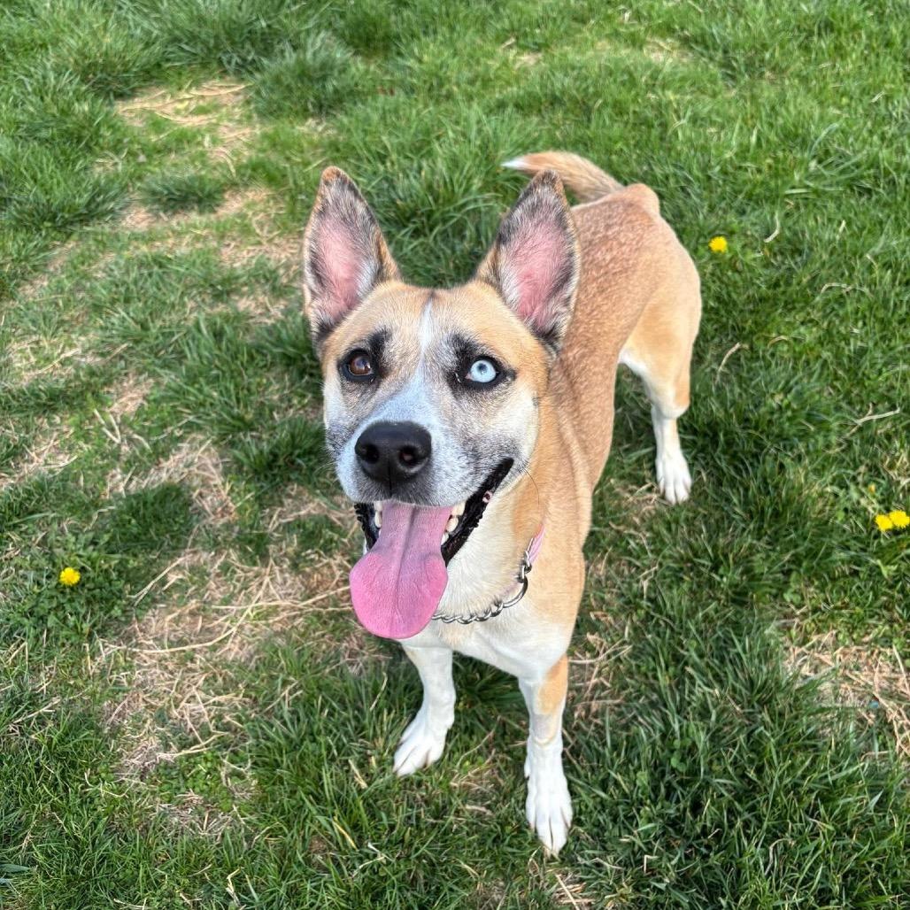 Enlarge Pippin, a Adoptable mixed breed in Waynesboro, PA image 1/1