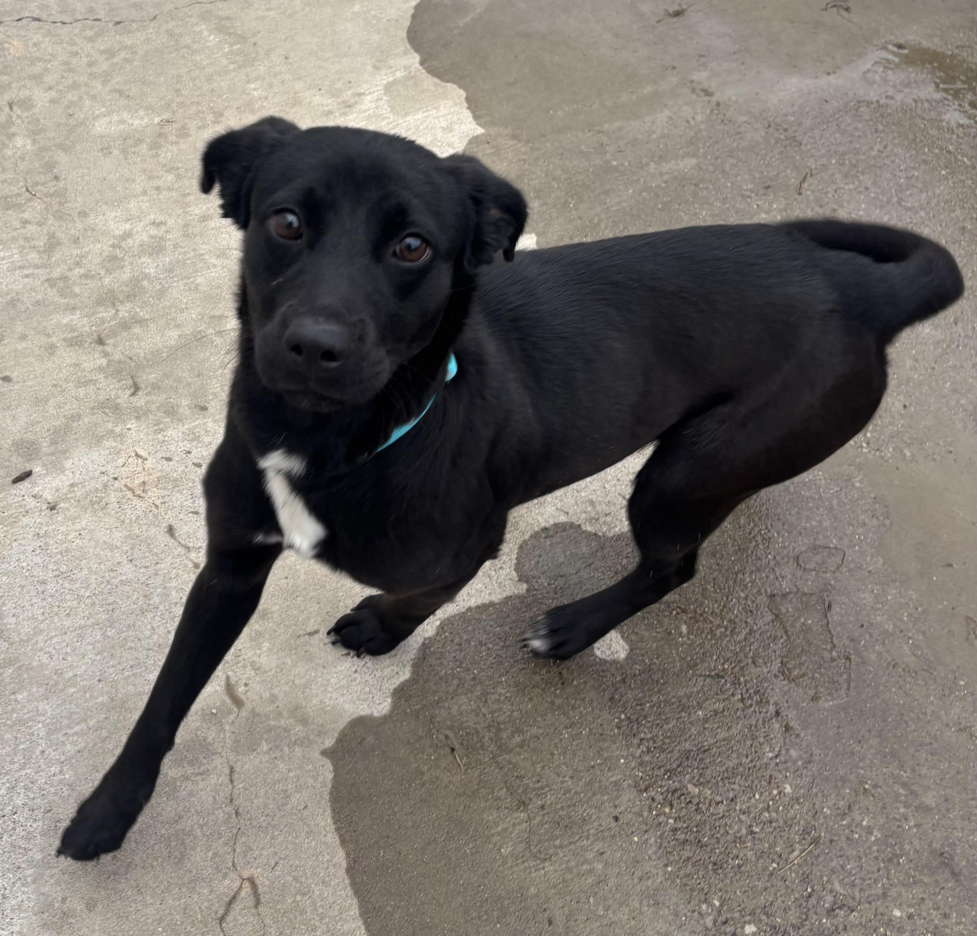 Enlarge Hanna, a ADOPTABLE mixed breed in Lexington, KY image 3/3