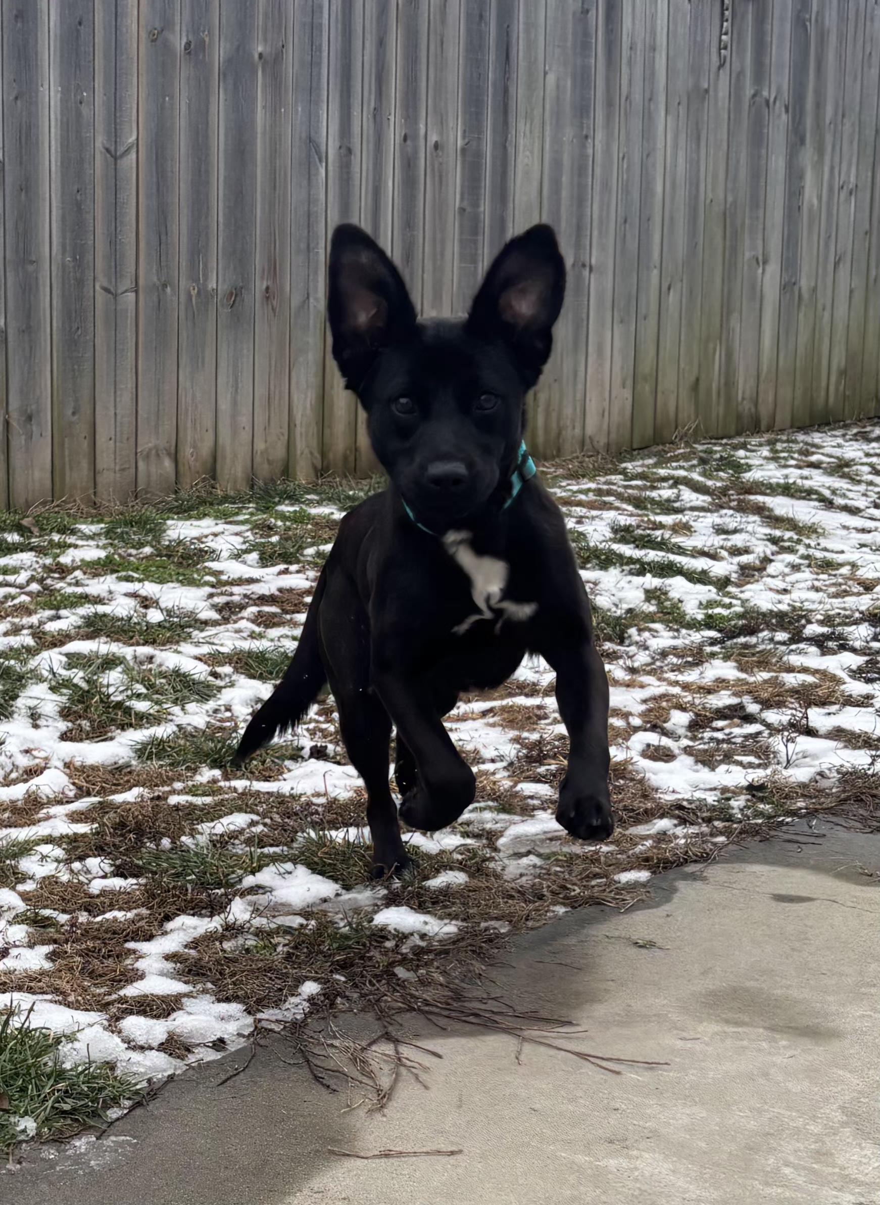 Hanna, ADOPTABLE, Young Female Beaglier & Labrador Retriever.