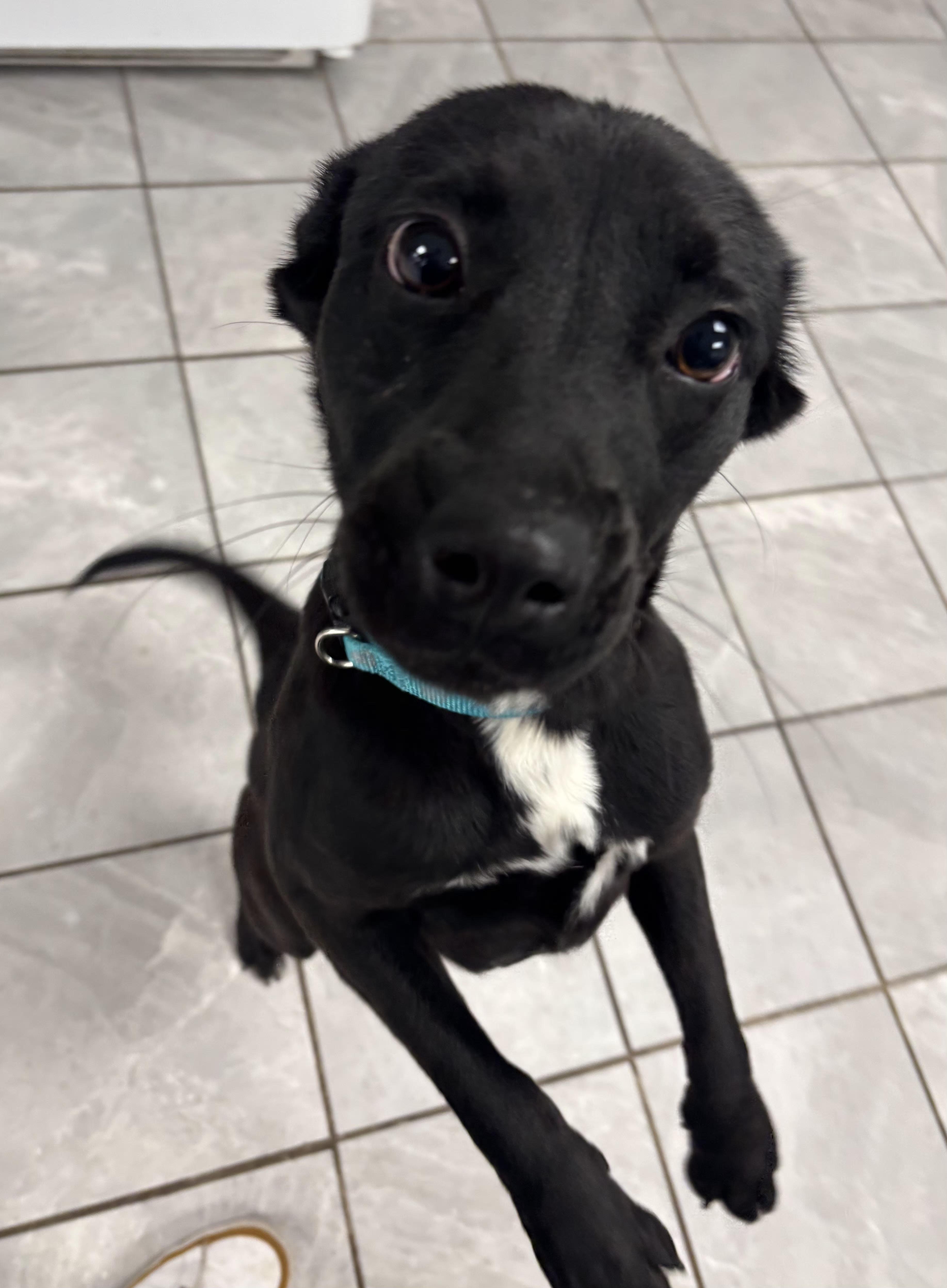 Enlarge Hanna, a ADOPTABLE mixed breed in Lexington, KY image 2/3