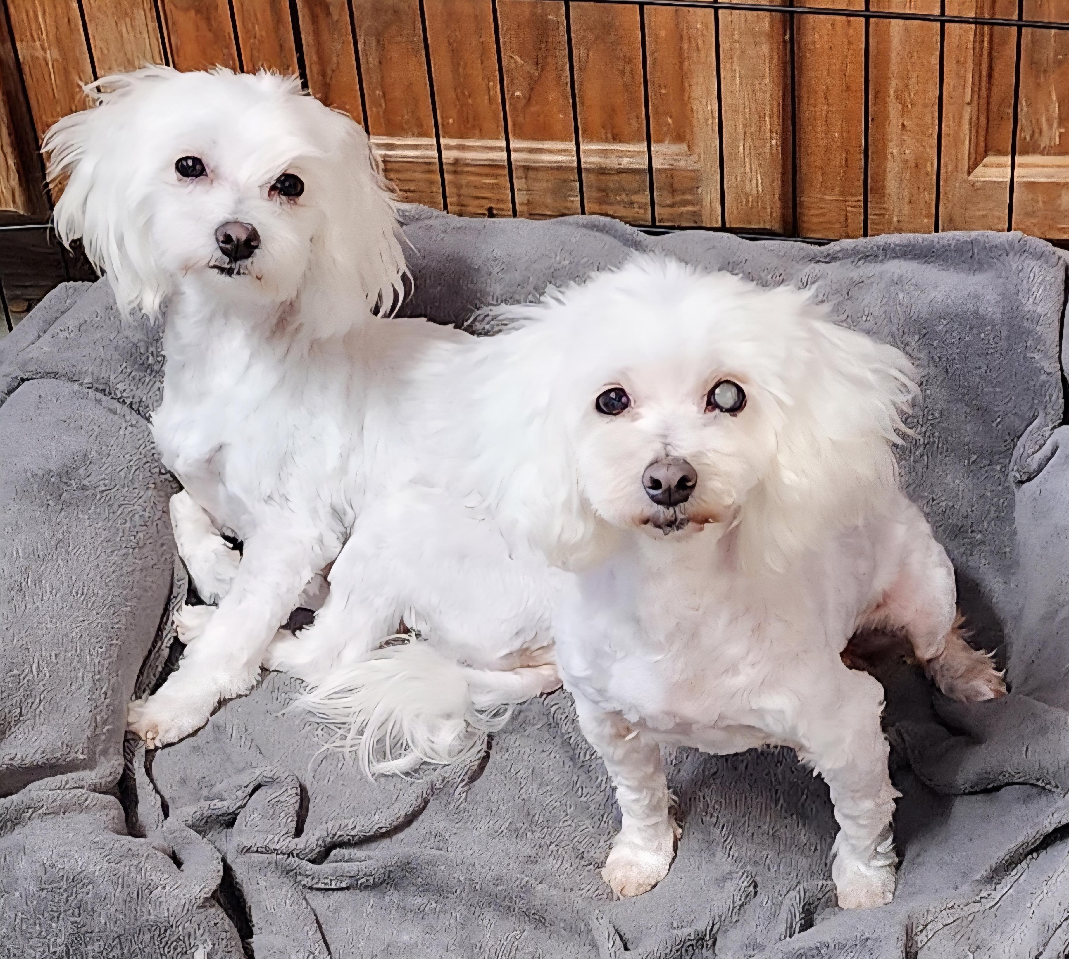 Sofie & Lola, Adoptable, Adult Female Maltese.