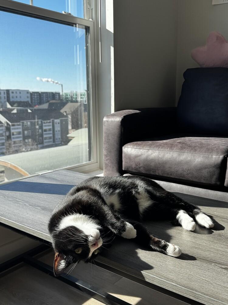 Enlarge Stuart, a Adoptable Domestic Short Hair in Urbana, IL image 1/3