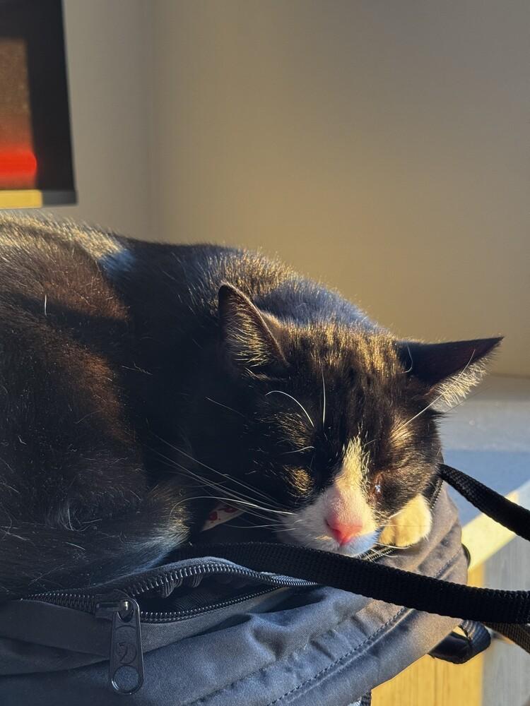 Enlarge Stuart, a Adoptable Domestic Short Hair in Urbana, IL image 2/3