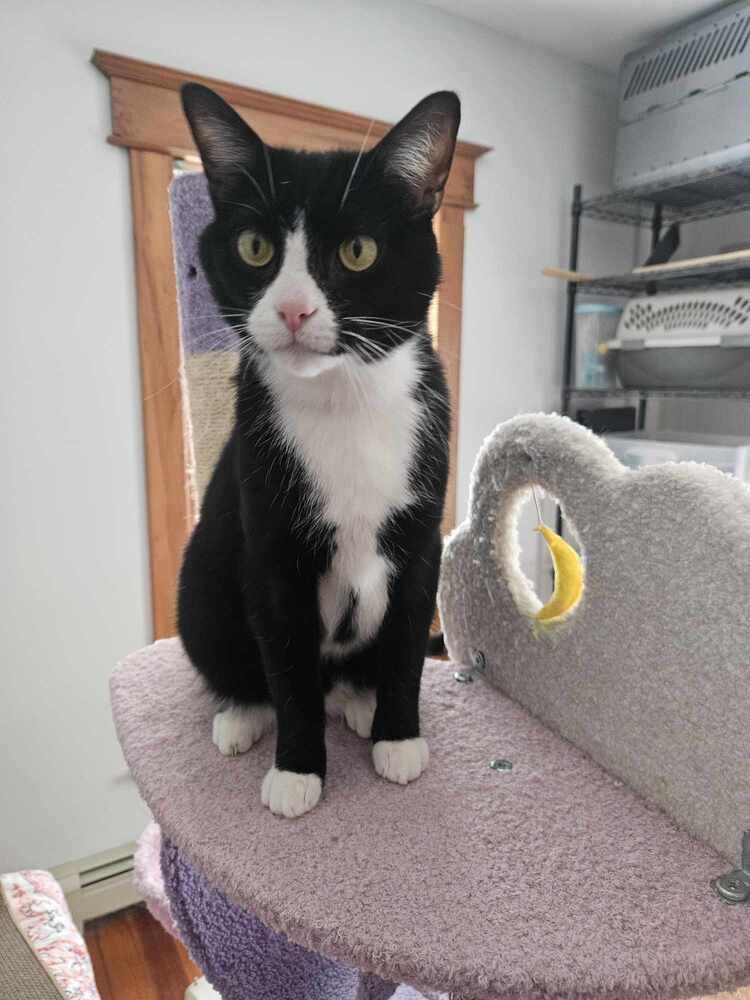 Enlarge Stuart, a Adoptable Domestic Short Hair in Urbana, IL image 3/3