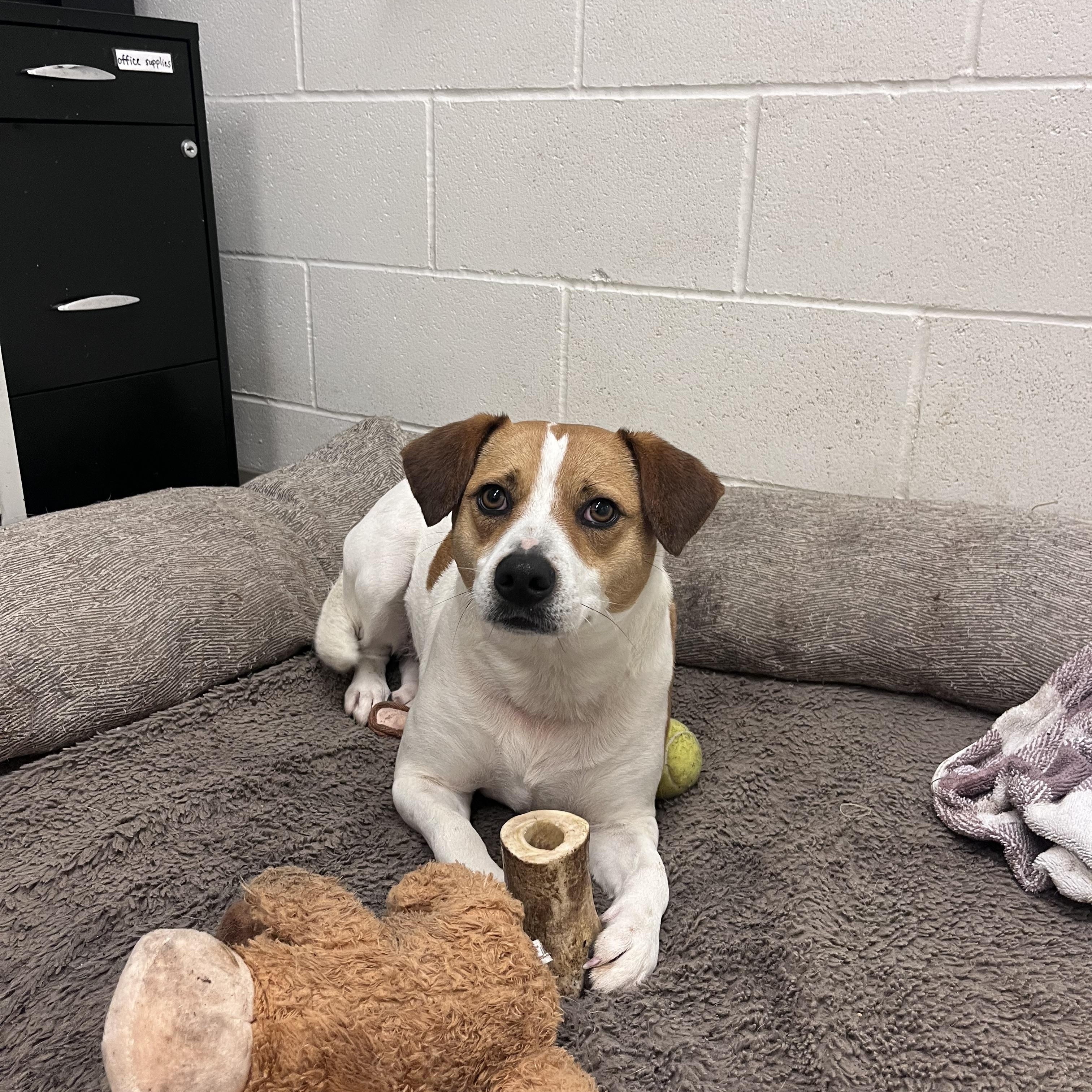 Enlarge Penny, a ADOPTABLE Beagle in Shelton, WA image 2/4