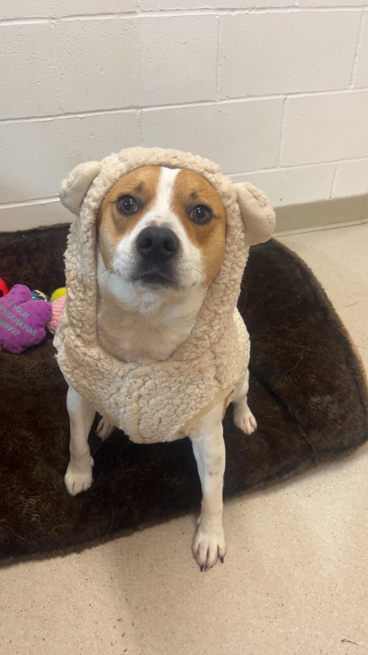 Penny, ADOPTABLE, Adult Female Beagle.