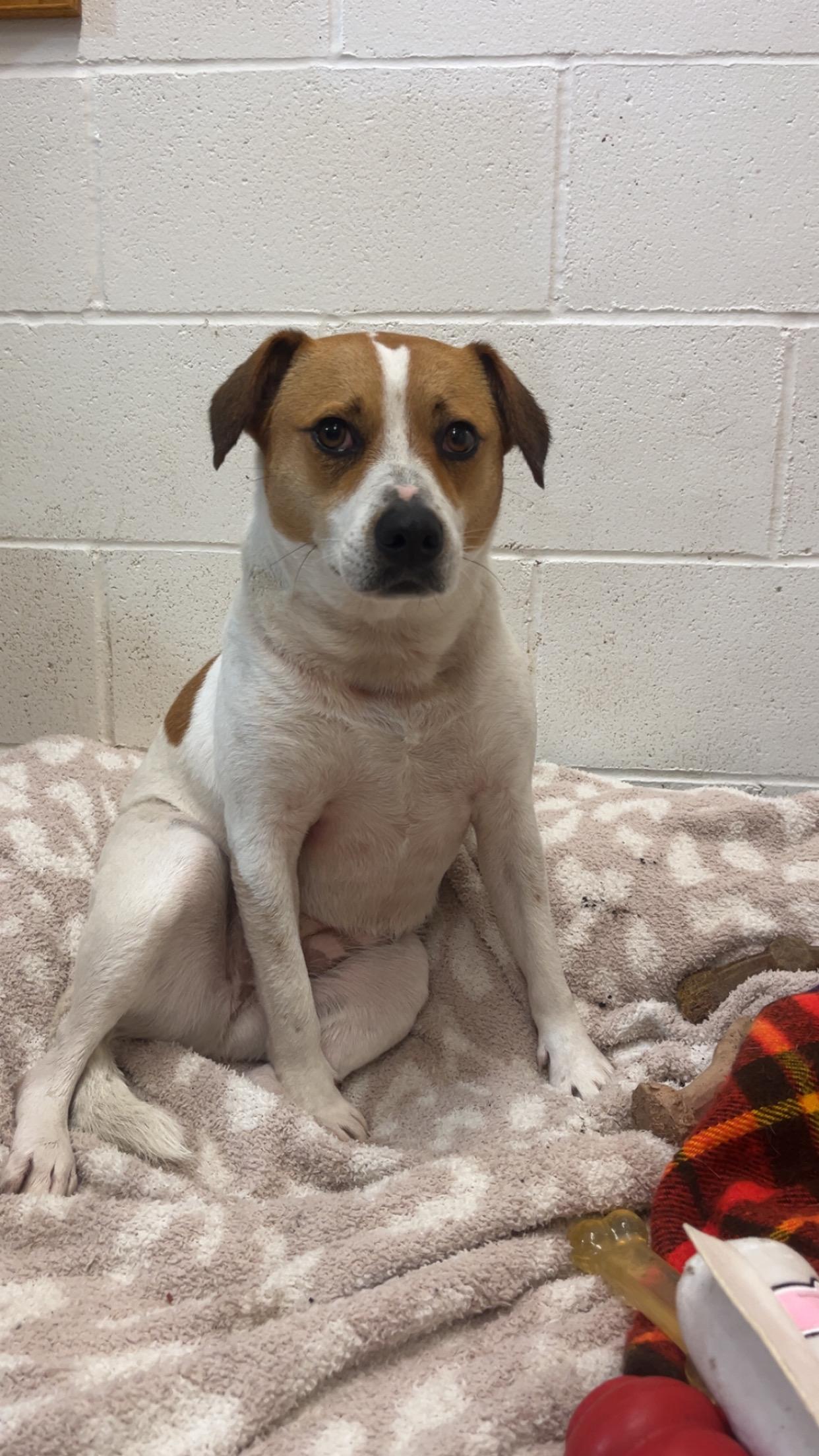 Enlarge Penny, a ADOPTABLE Beagle in Shelton, WA image 3/4