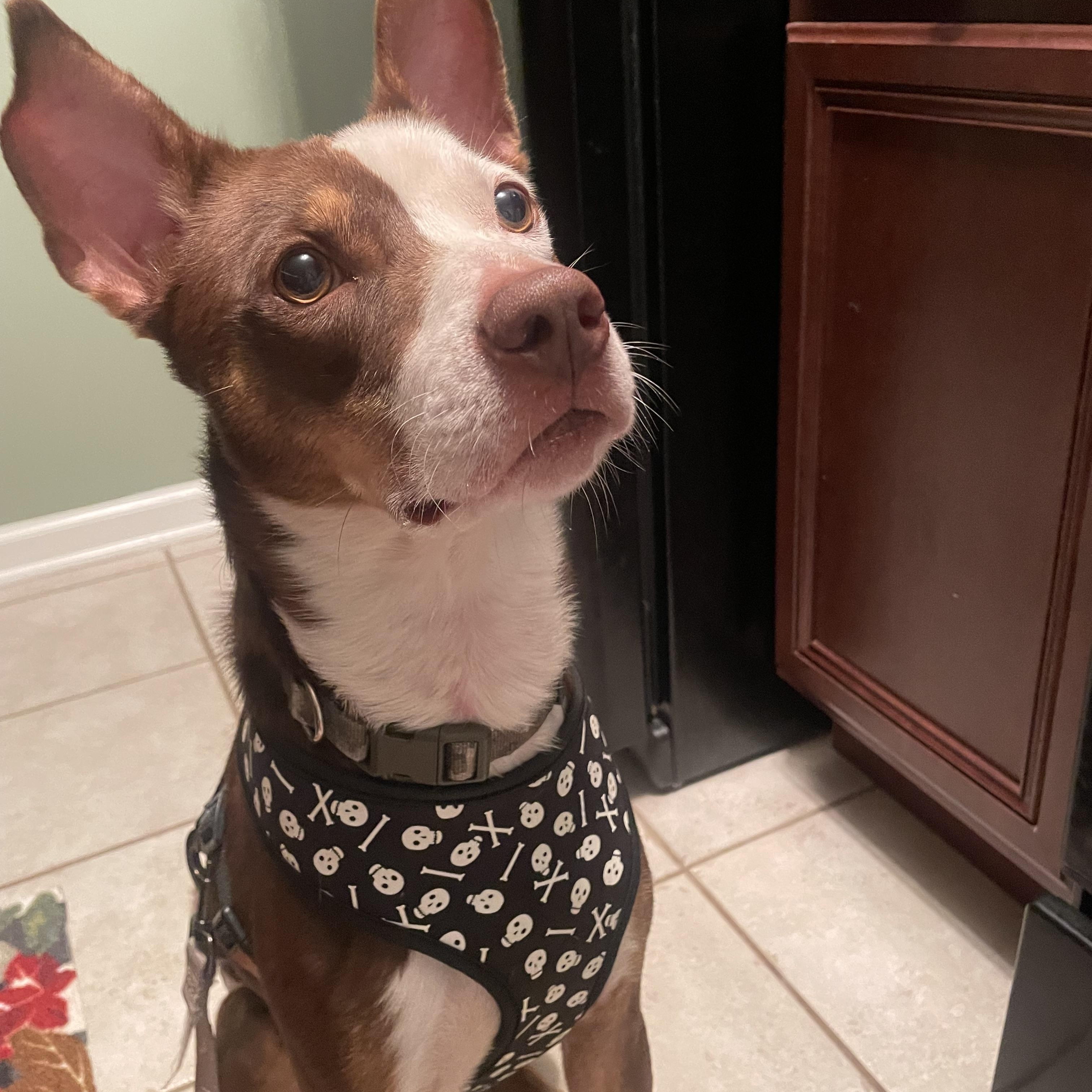 Enlarge Banjo, a Adoptable mixed breed in Aurora, IL image 4/6