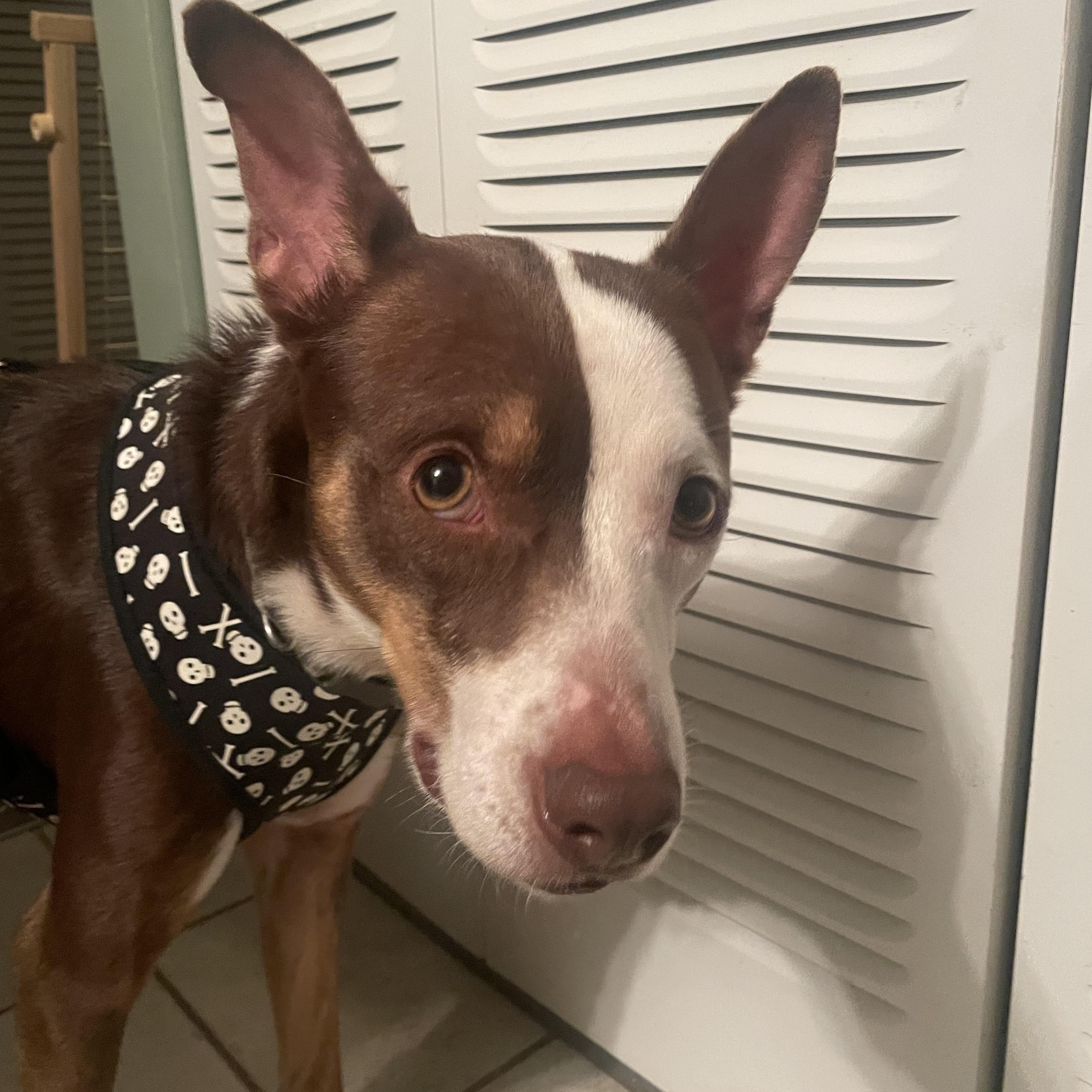 Enlarge Banjo, a Adoptable mixed breed in Aurora, IL image 3/6