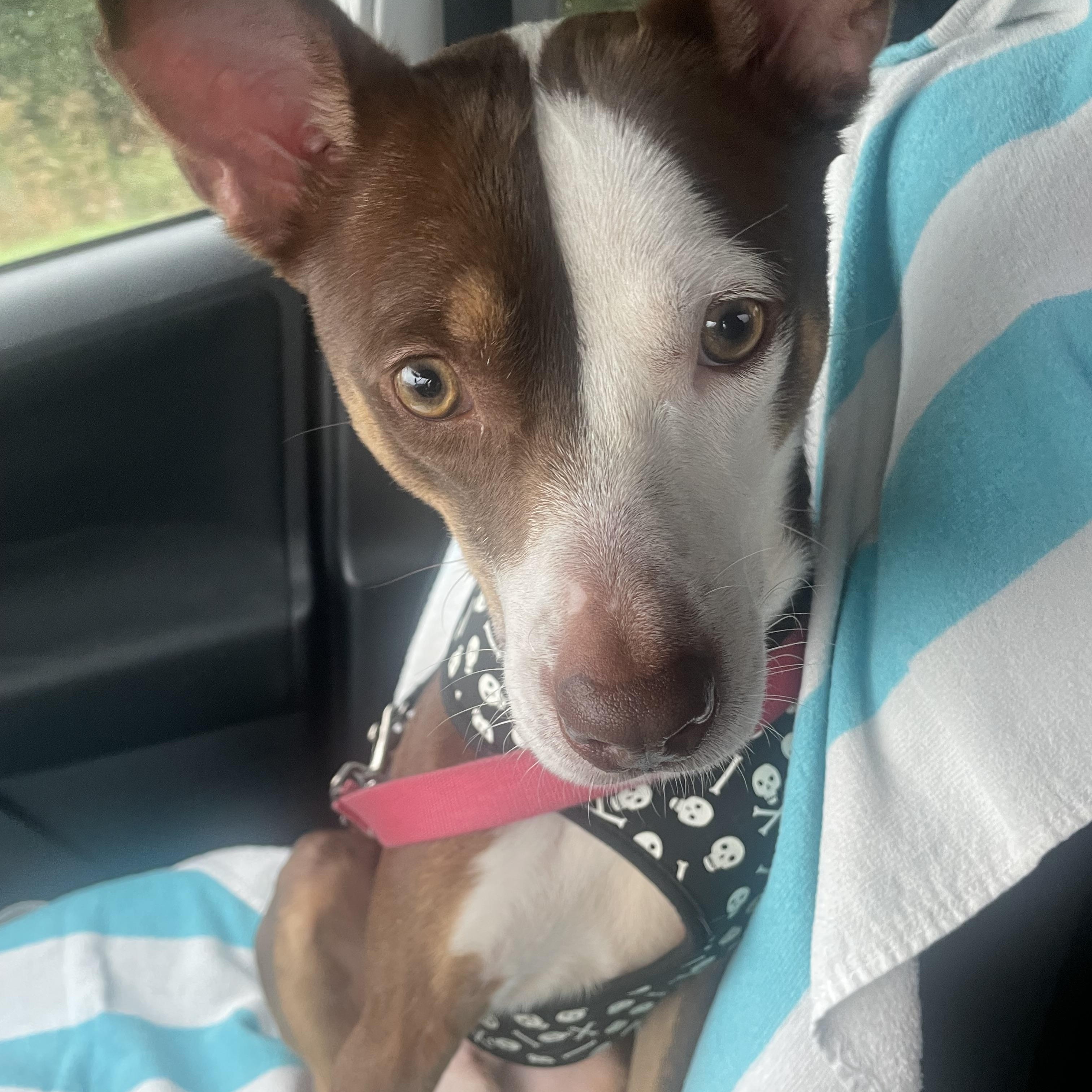 Enlarge Banjo, a Adoptable mixed breed in Aurora, IL image 2/6
