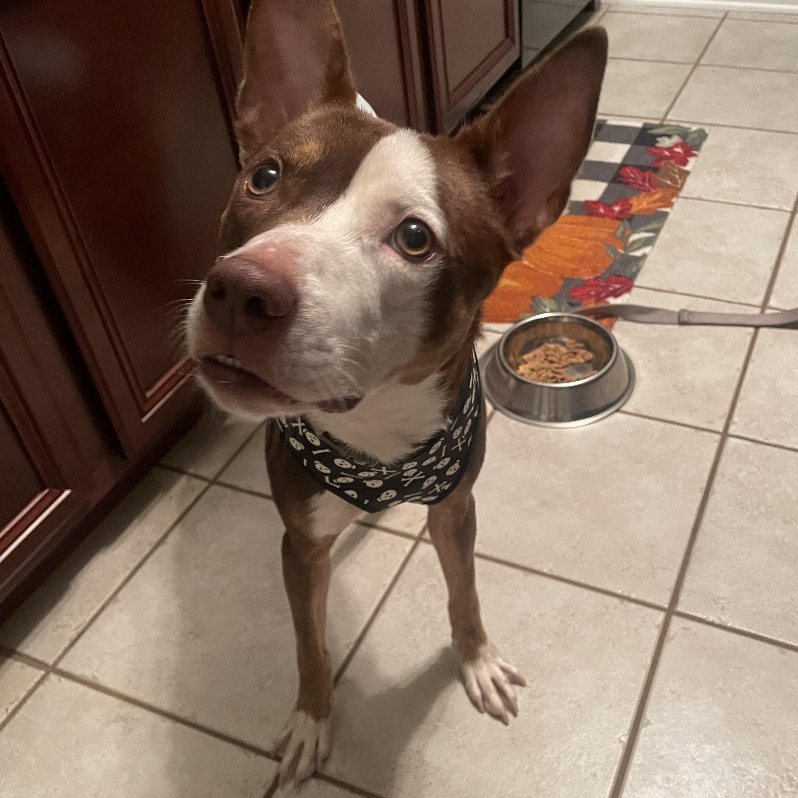 Enlarge Banjo, a Adoptable mixed breed in Aurora, IL image 5/6