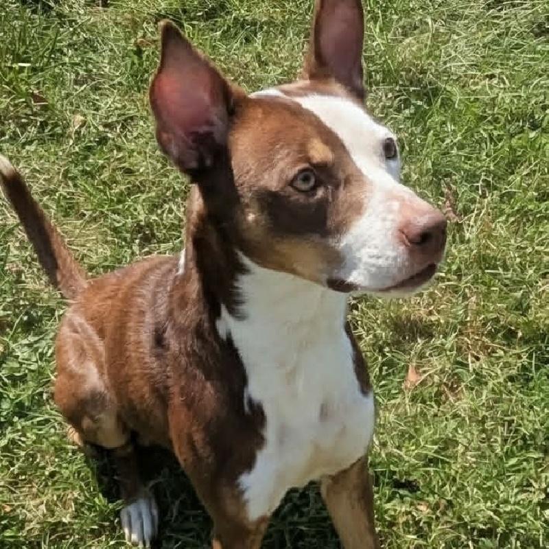 Banjo, Adoptable, Adult Male Terrier & Husky.