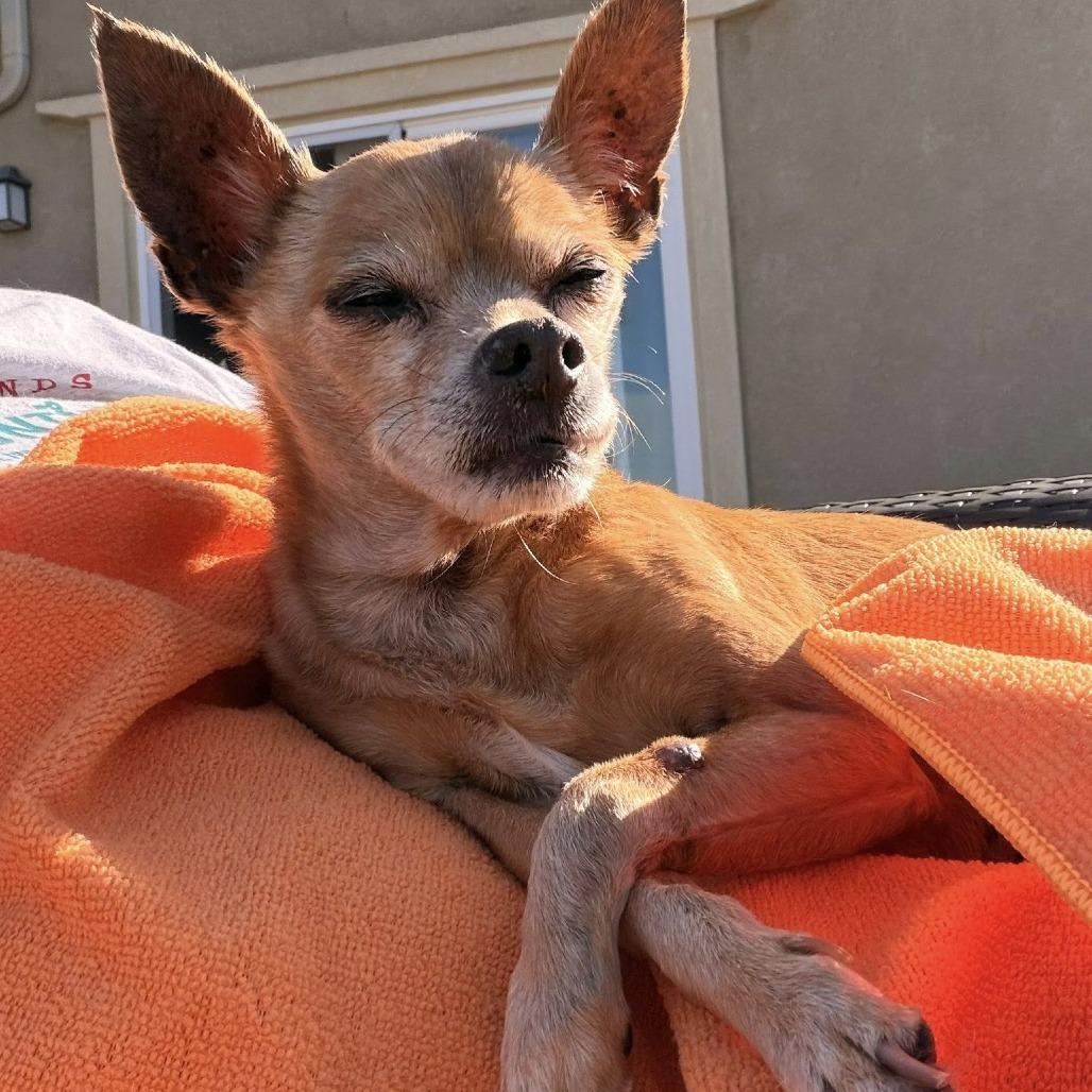 Cheese Puff — thumbnail 3