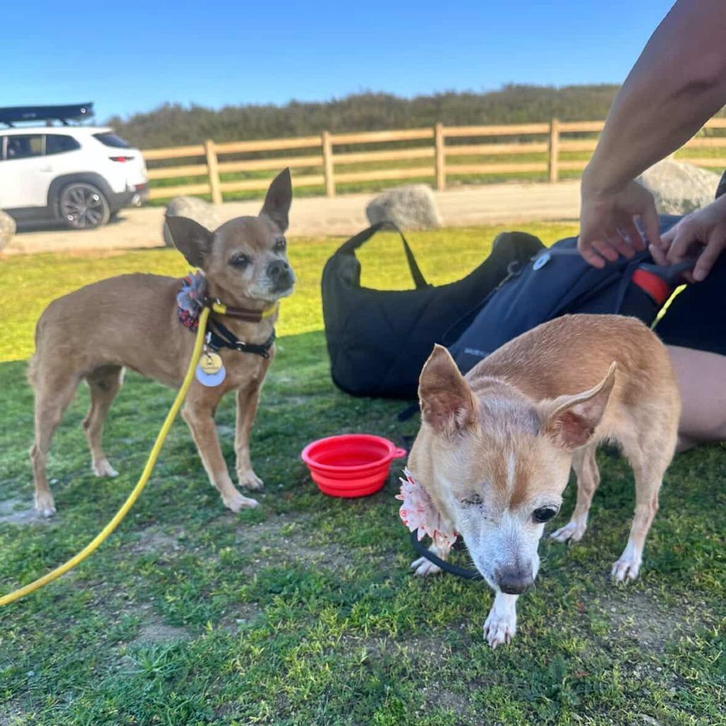 Cheese Puff — thumbnail 4