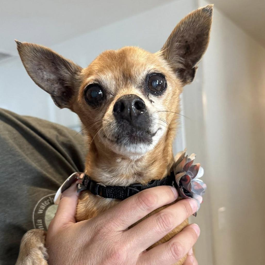 Cheese Puff — thumbnail 6