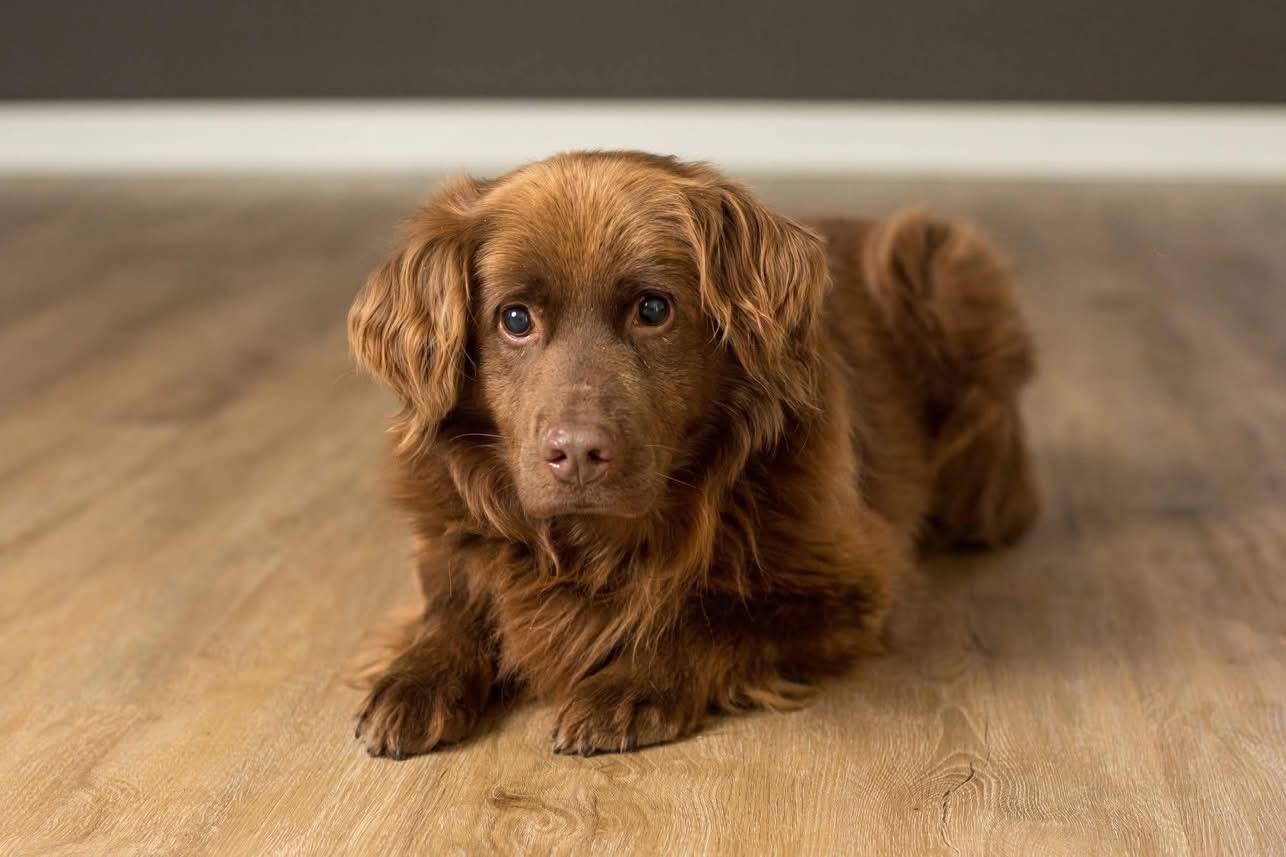 Paulding, Adoptable, Adult Male Retriever.