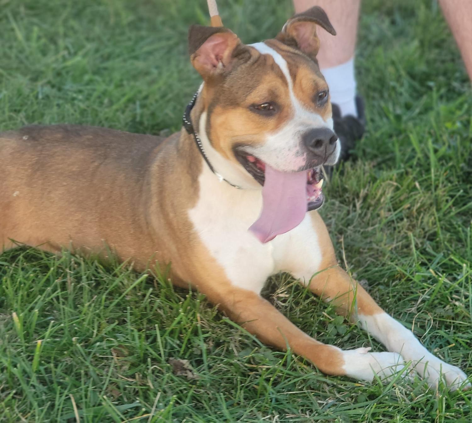 BeBe, a Adoptable Mixed Breed in Fountaintown, IN image 1/6