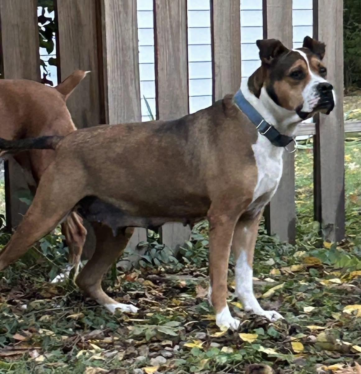 BeBe, a Adoptable Mixed Breed in Fountaintown, IN image 2/6