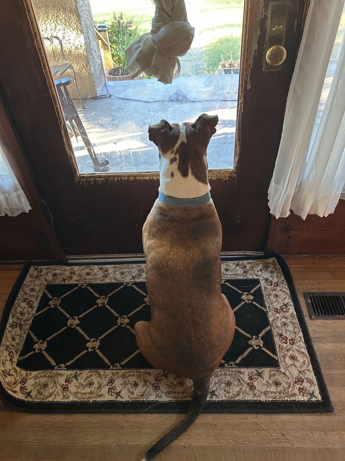 BeBe, a Adoptable Mixed Breed in Fountaintown, IN image 3/6