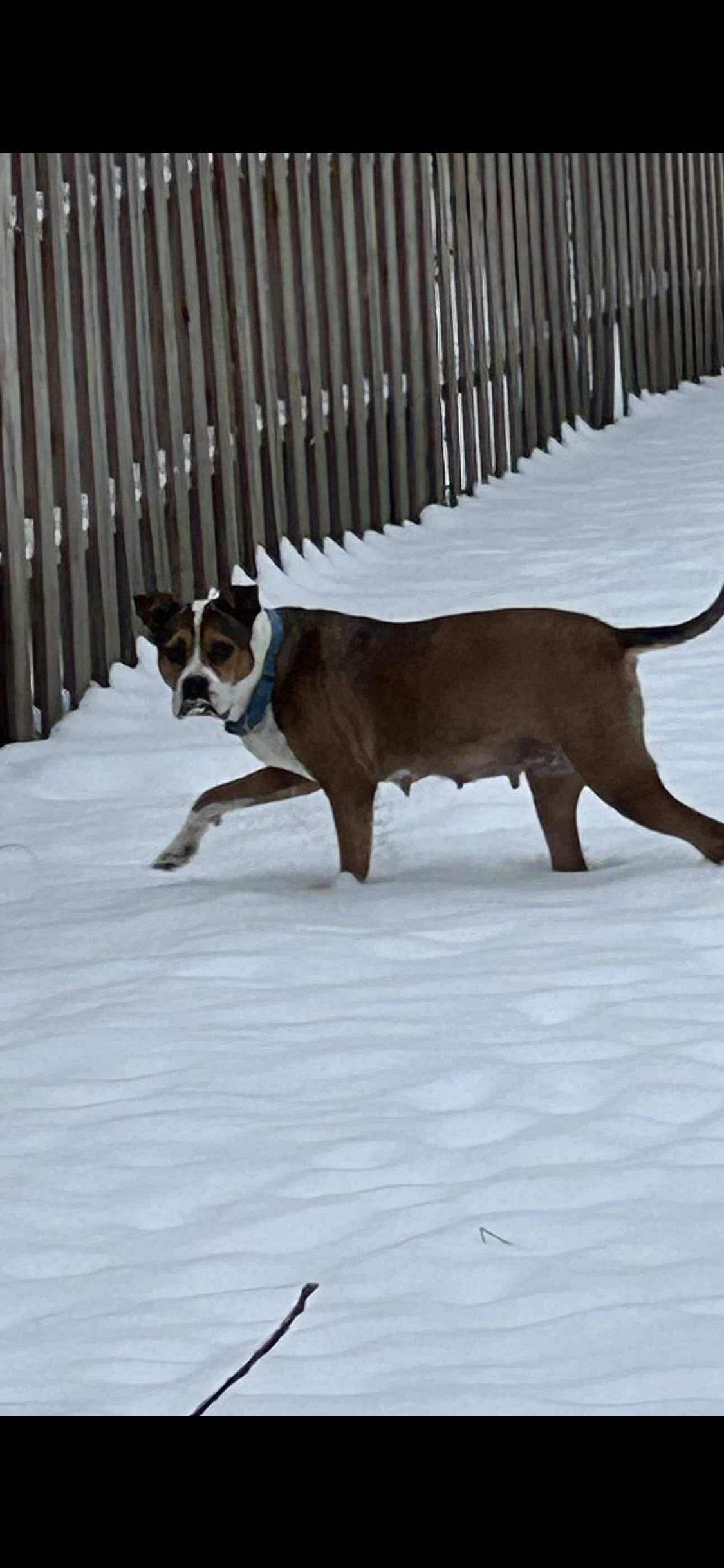 BeBe, a Adoptable Mixed Breed in Fountaintown, IN image 4/6