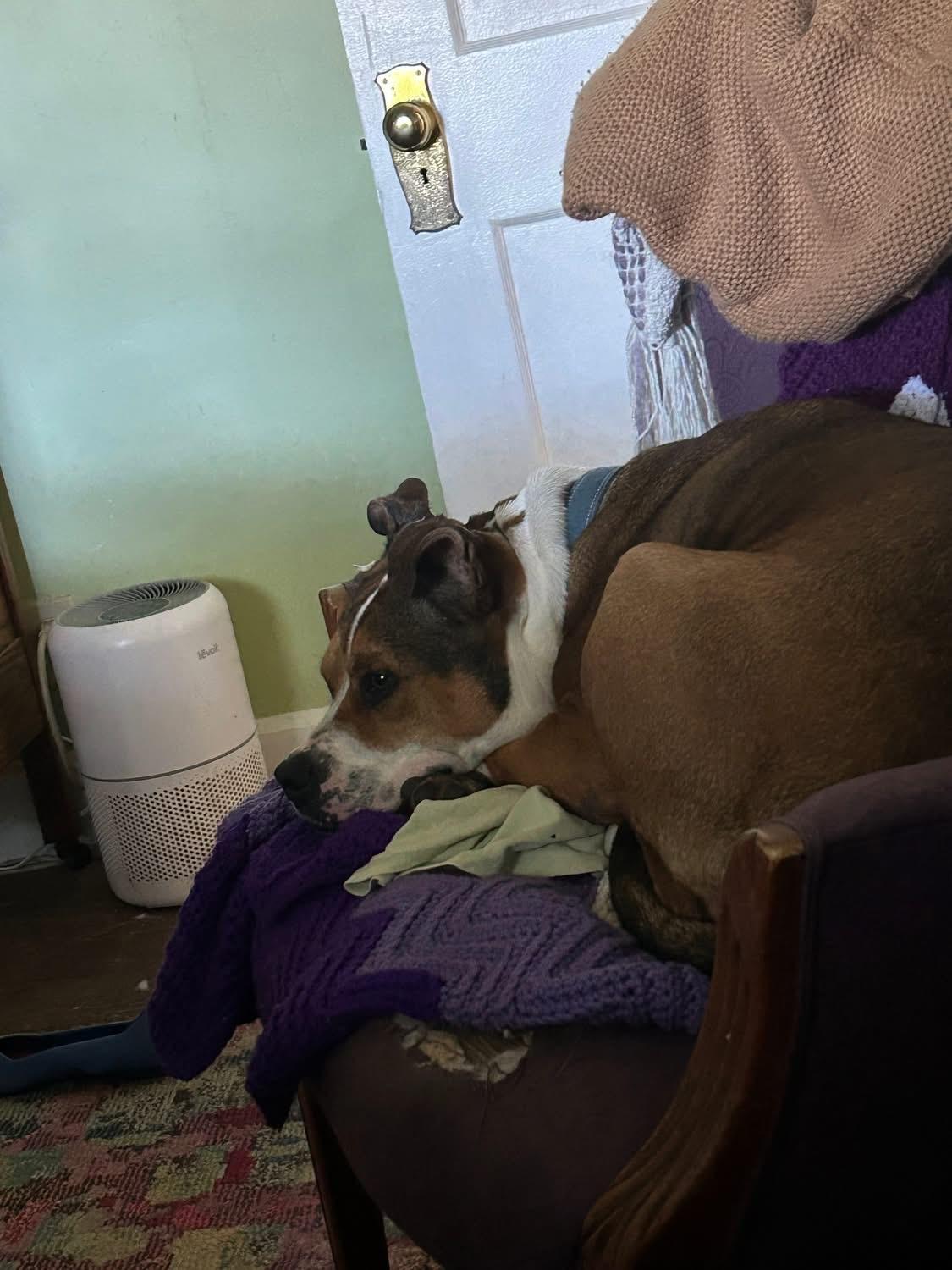 BeBe, a Adoptable Mixed Breed in Fountaintown, IN image 5/6