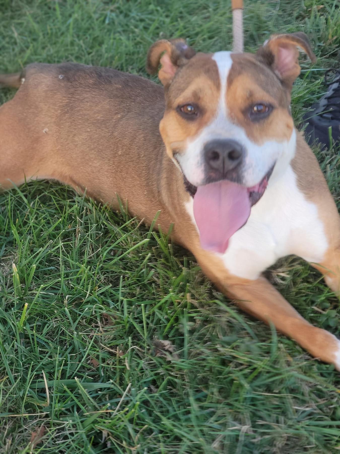 BeBe, a Adoptable Mixed Breed in Fountaintown, IN image 6/6