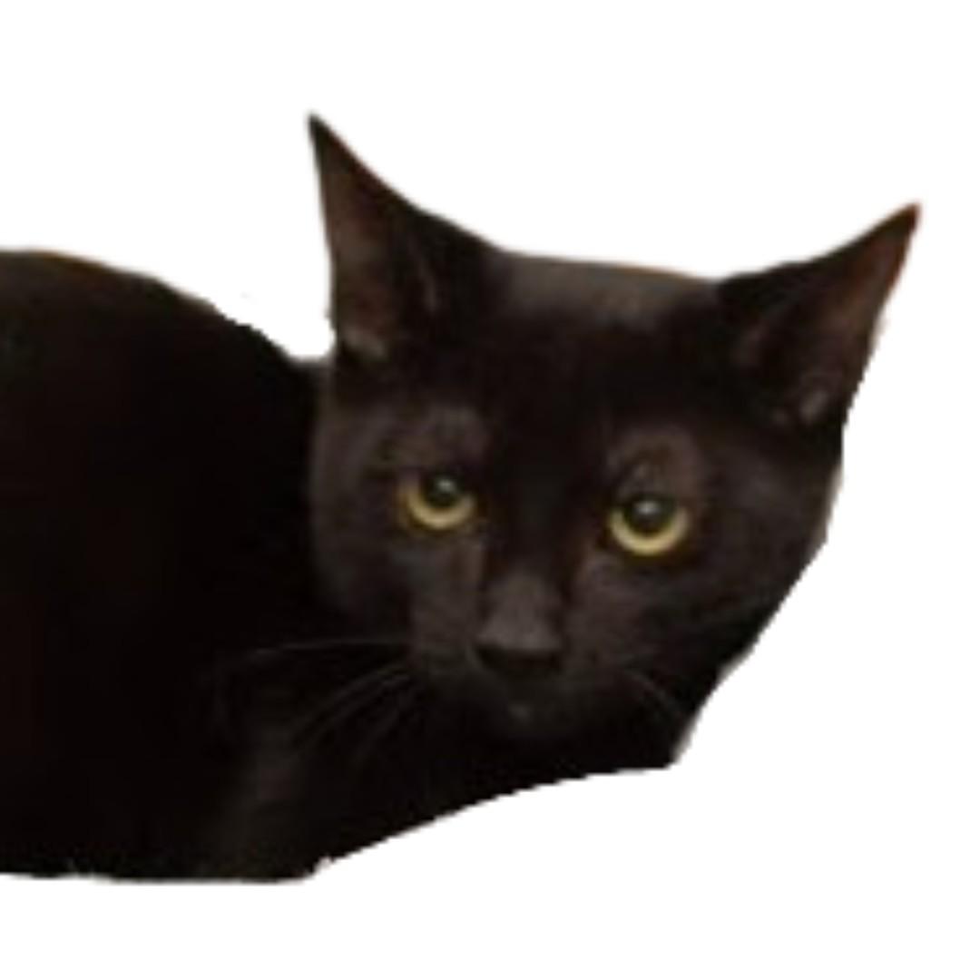 Enlarge AJO, a Adoptable Domestic Short Hair in Tracy, CA image 1/1