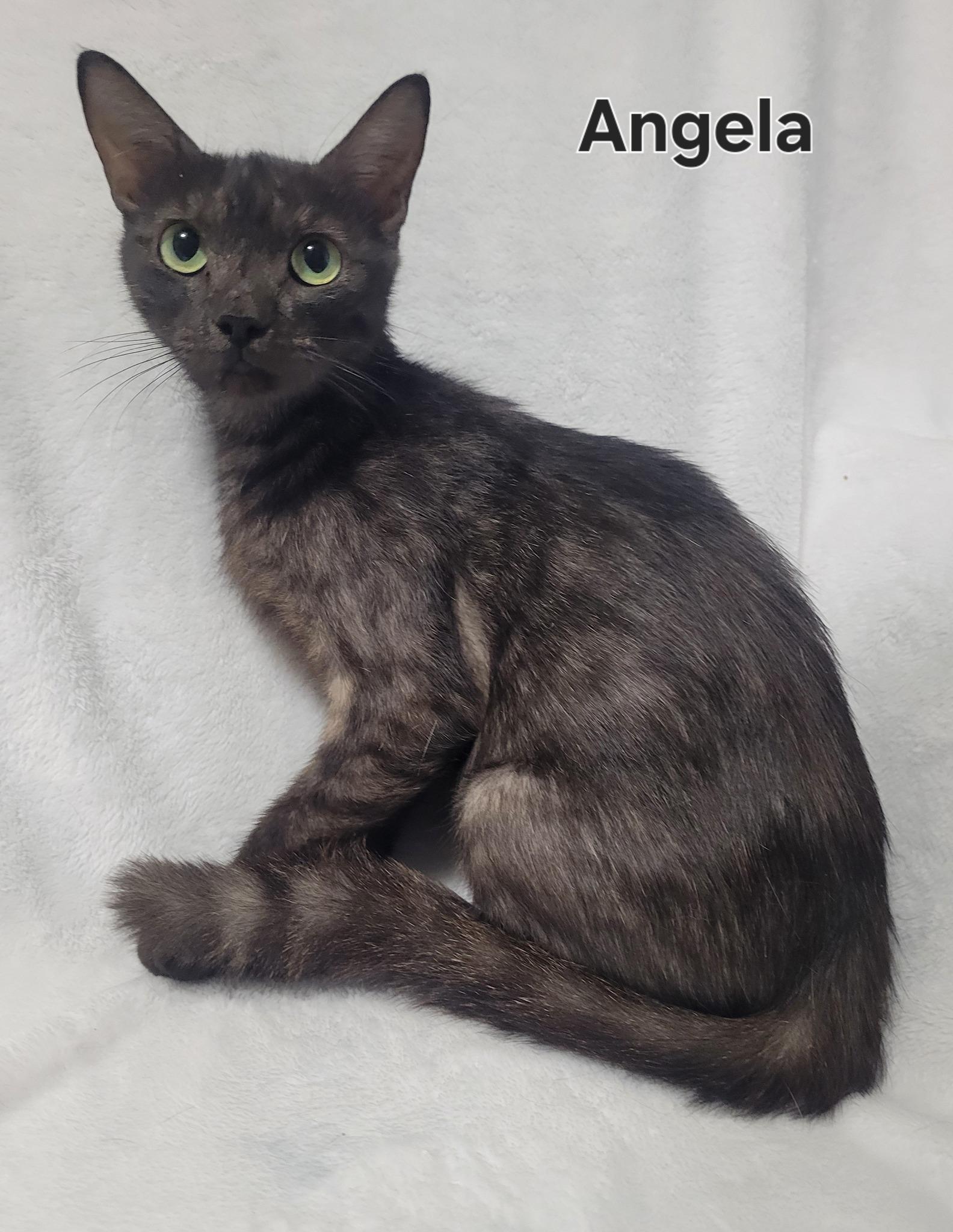 Enlarge Angela, a Adoptable Domestic Short Hair in LaPlace, LA image 1/1