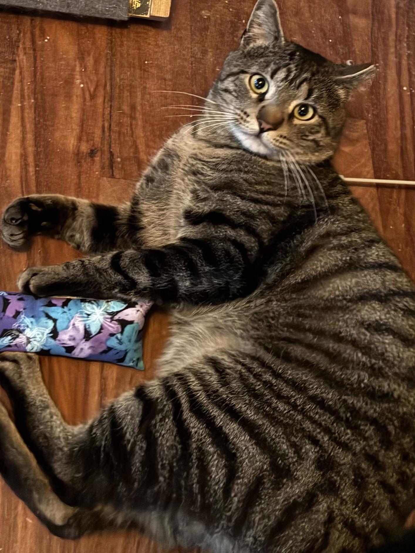 Enlarge Nix, a Adoptable Domestic Short Hair in Stewartsville, NJ image 1/2