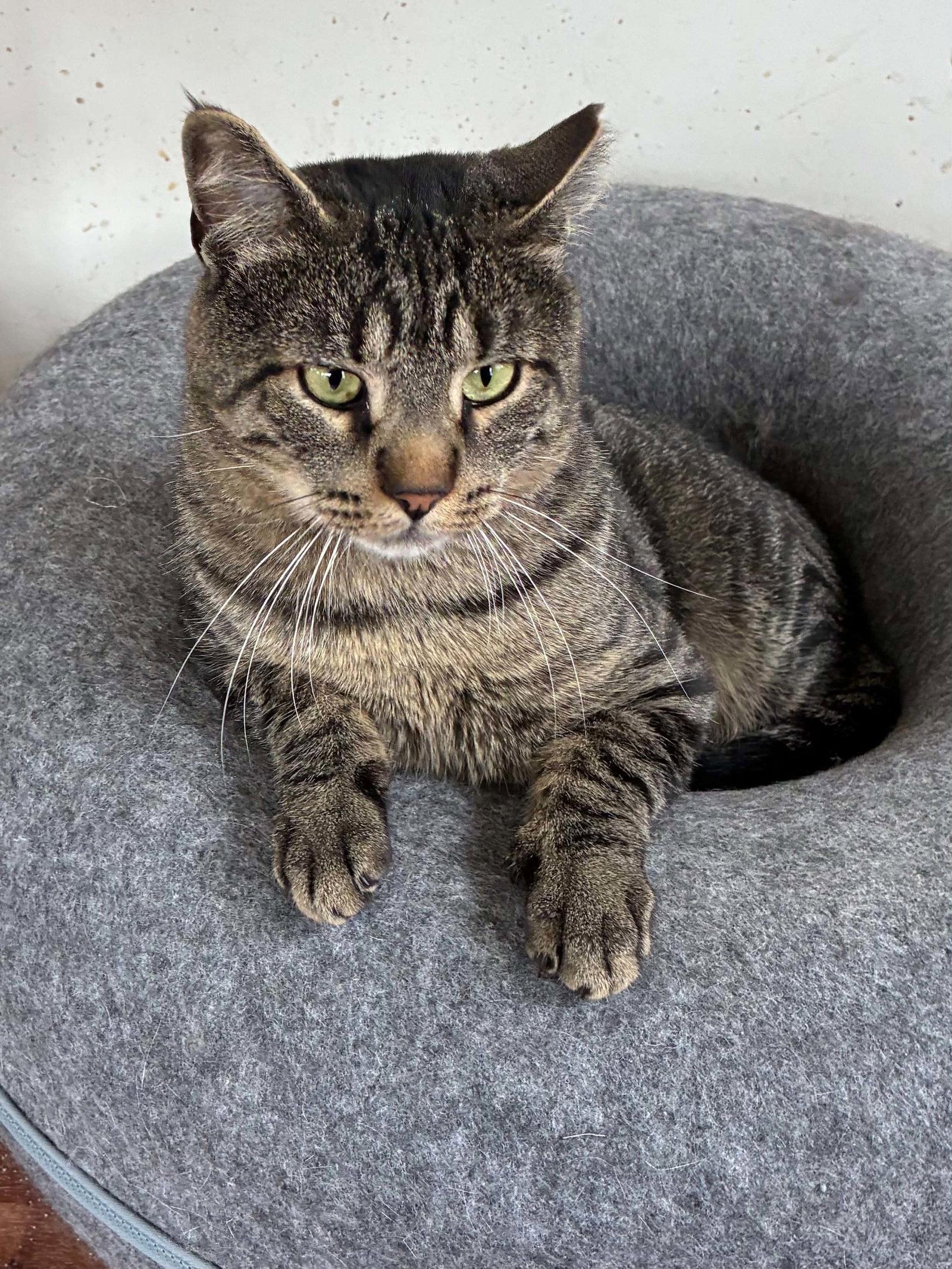 Nix, Adoptable, Young Male Domestic Short Hair.