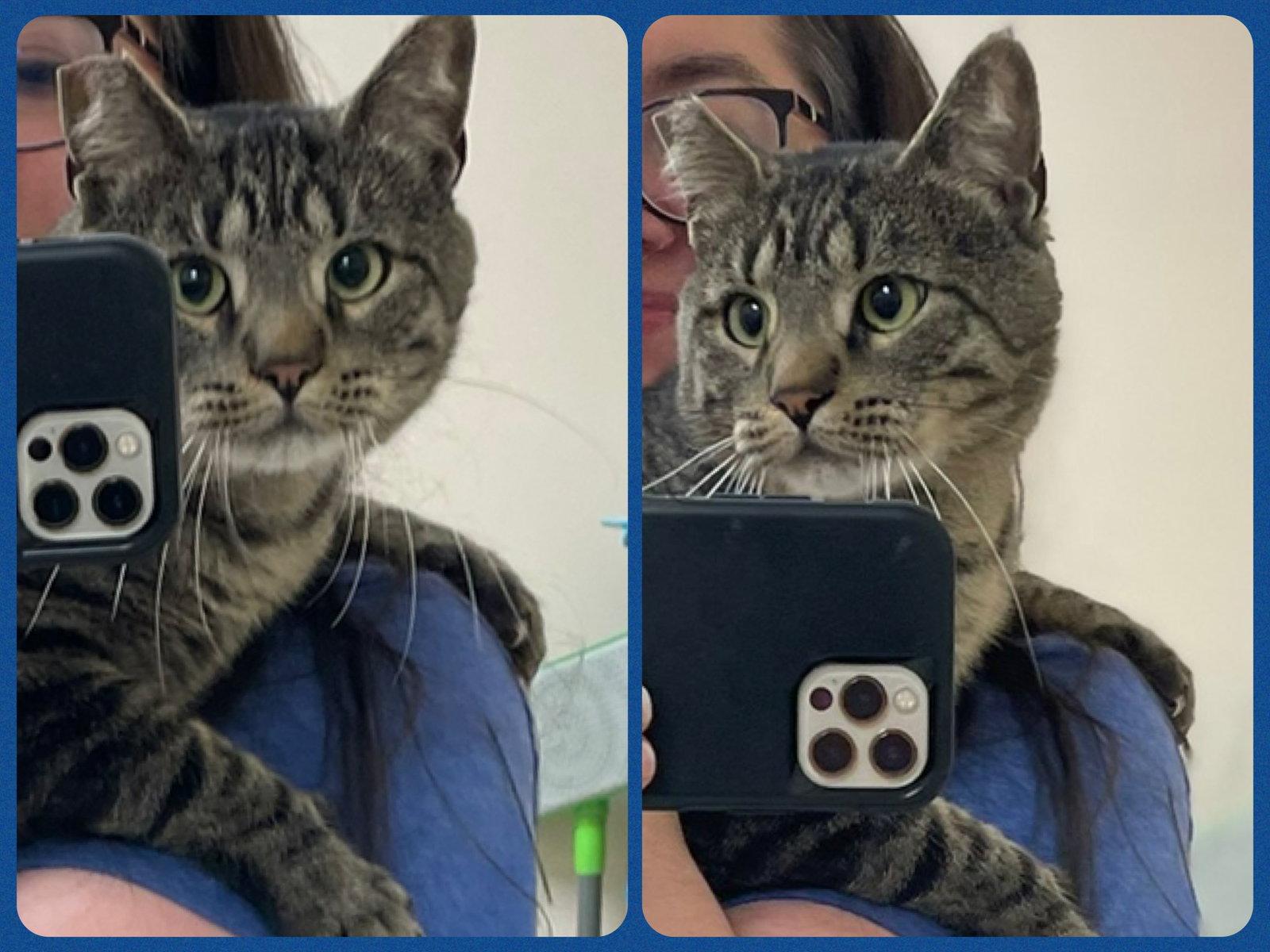 Nix, Adoptable, Young Male Domestic Short Hair.