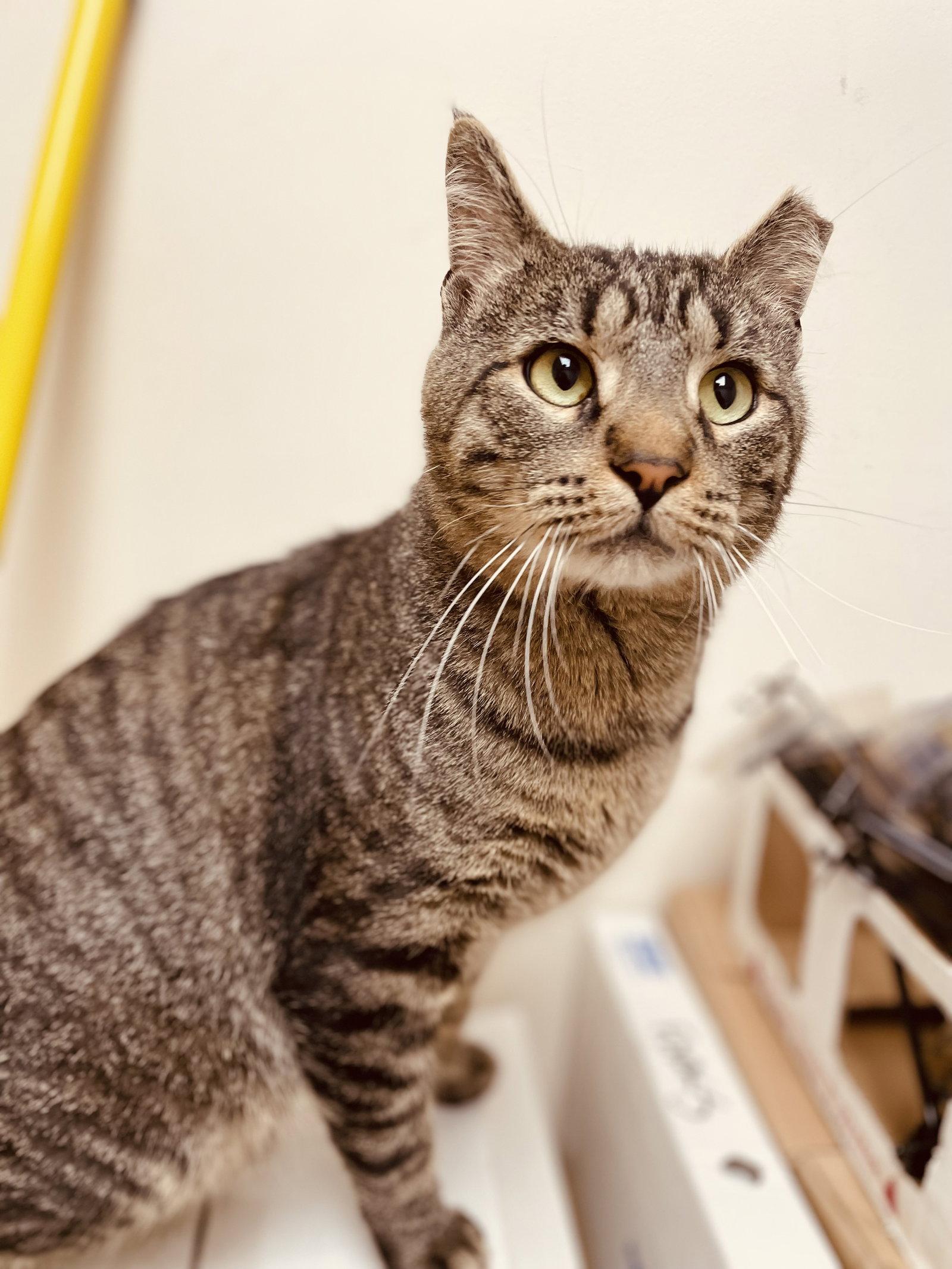 Nix, a Adoptable Domestic Short Hair in Stewartsville, NJ image 3/3