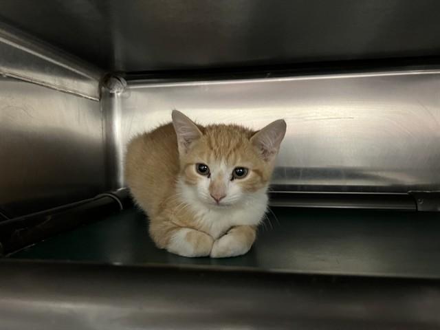 WILL, Adoptable, Kitten Male Domestic Short Hair.