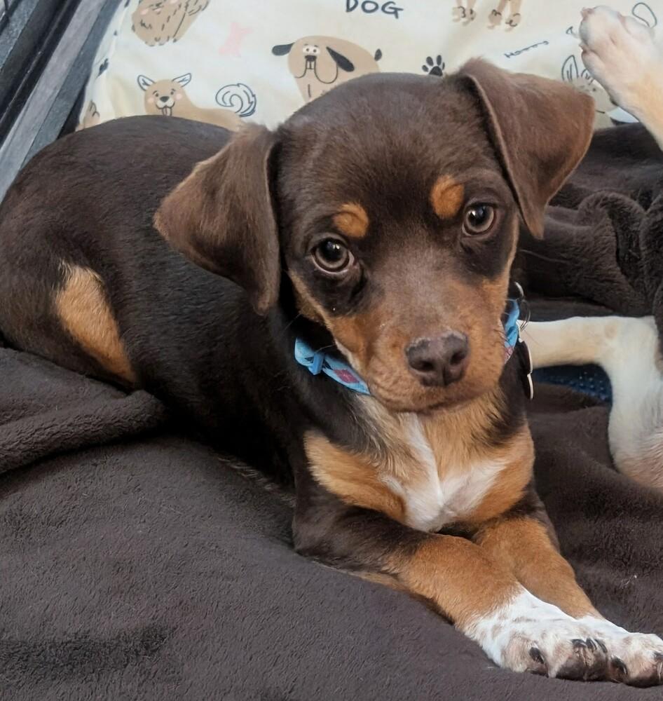 Bofur, Adoptable, Puppy Female Mixed Breed.