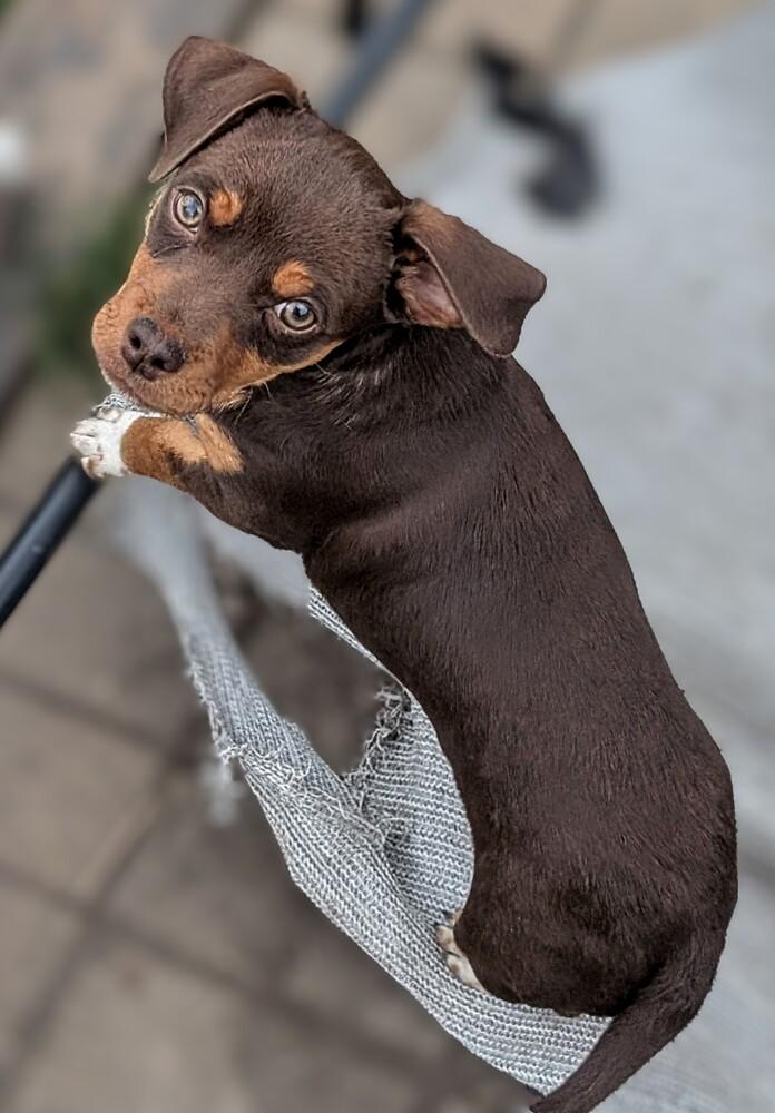 Bofur, a Adoptable mixed breed in Waunakee, WI image 2/4