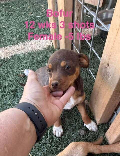 Bofur, a Adoptable mixed breed in Waunakee, WI image 3/4