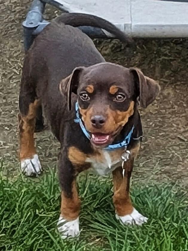 Bofur, a Adoptable mixed breed in Waunakee, WI image 4/4