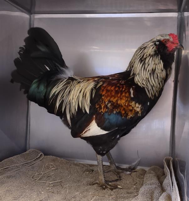 PICKADILLY*, Adoptable, Adult Male Chicken.
