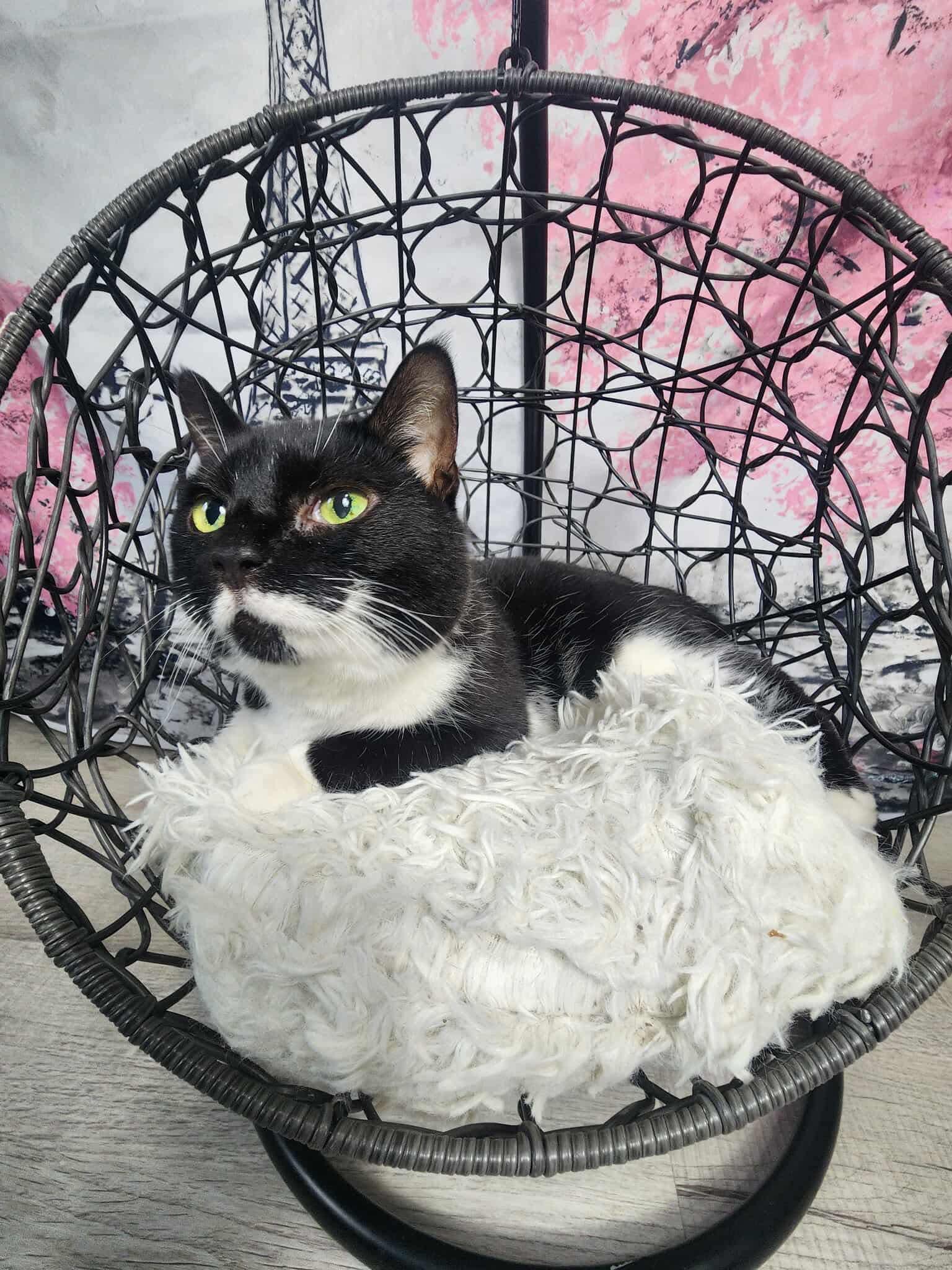 Daffodil, an adoptable mixed breed in Greensburg, PA image 4/6