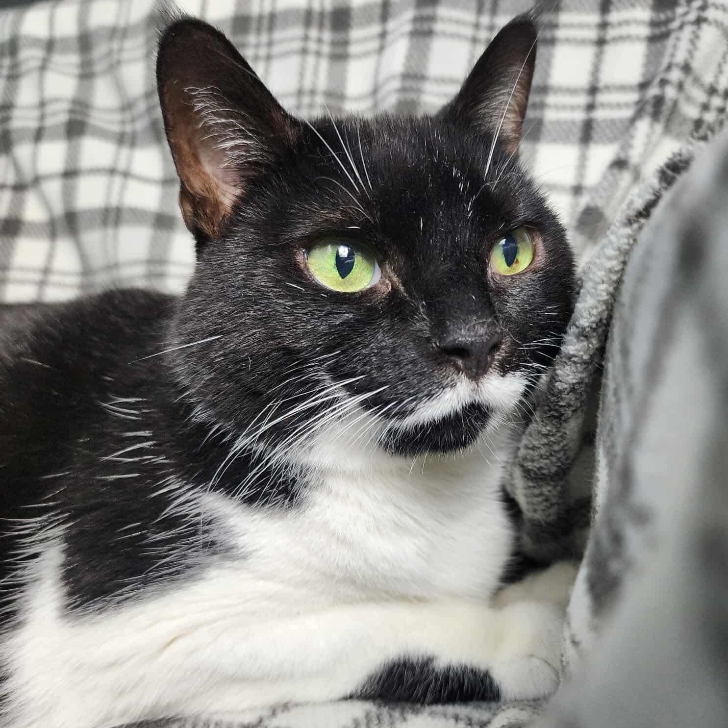 Daffodil, an adoptable mixed breed in Greensburg, PA image 6/6