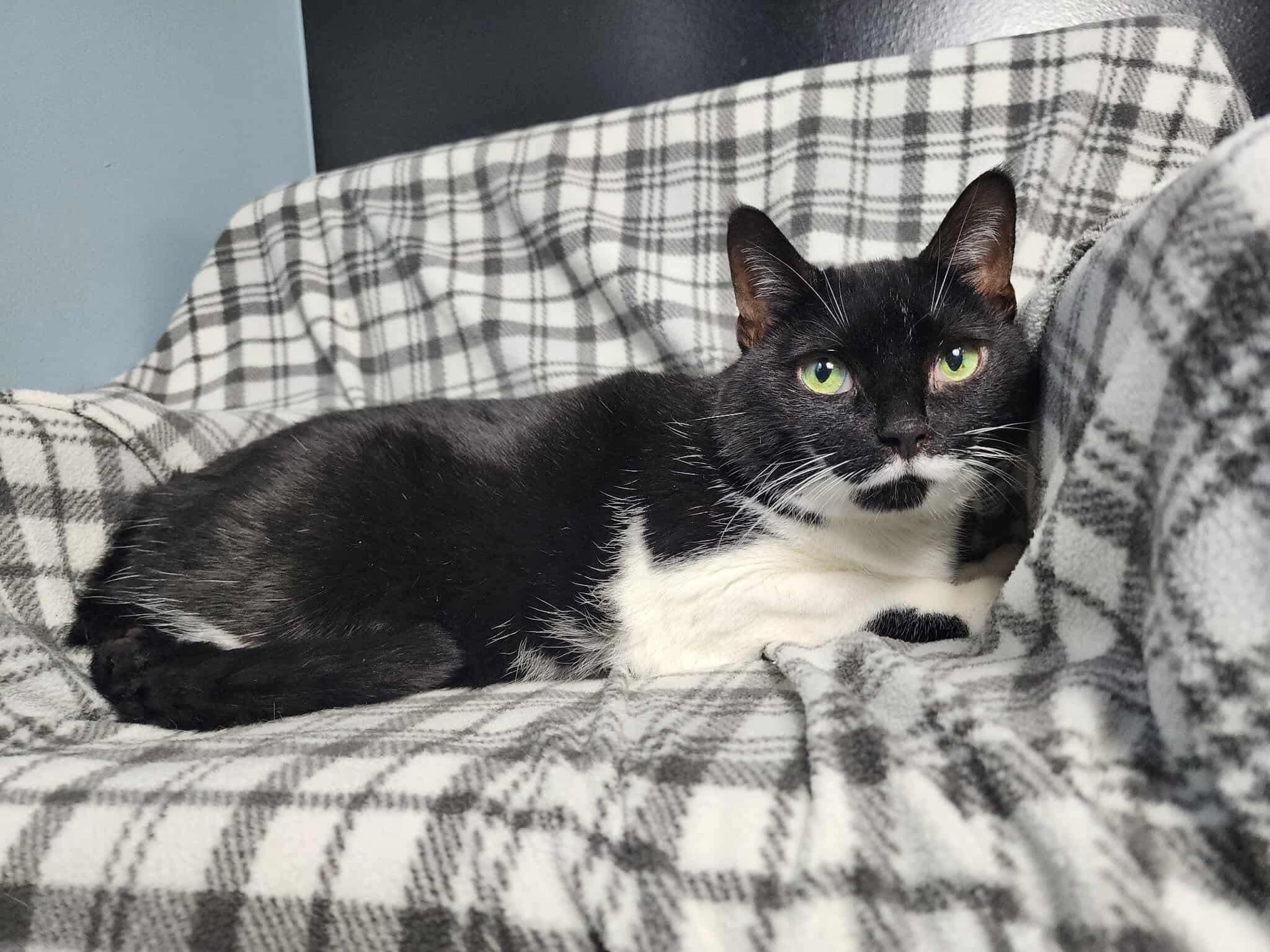 Daffodil, adoptable, Adult Female Tuxedo & Domestic Short Hair.