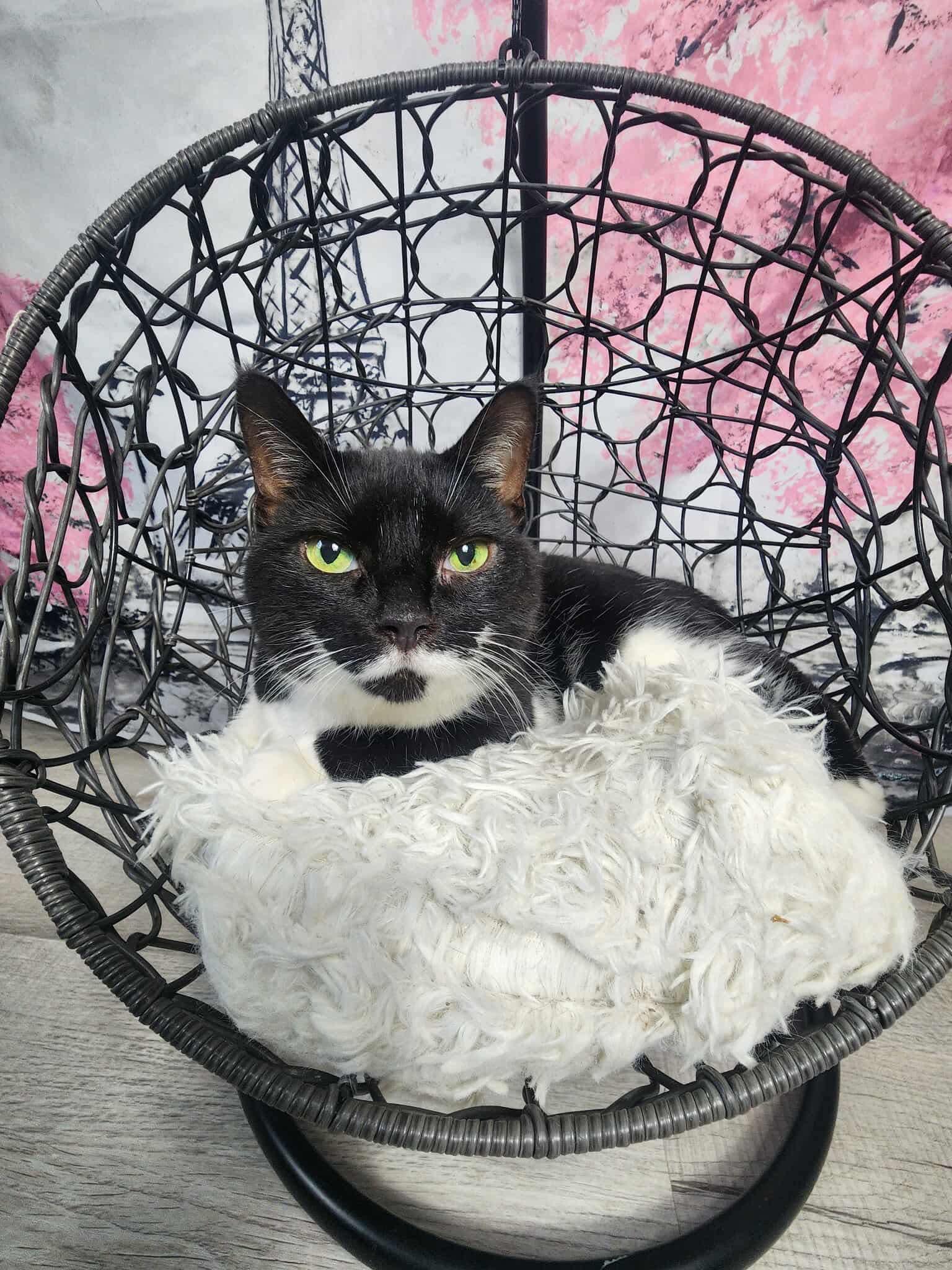 Daffodil, an adoptable mixed breed in Greensburg, PA image 2/6