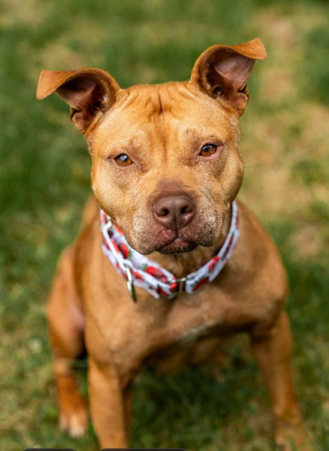 Roo, Adoptable, Adult Female Pit Bull Terrier.