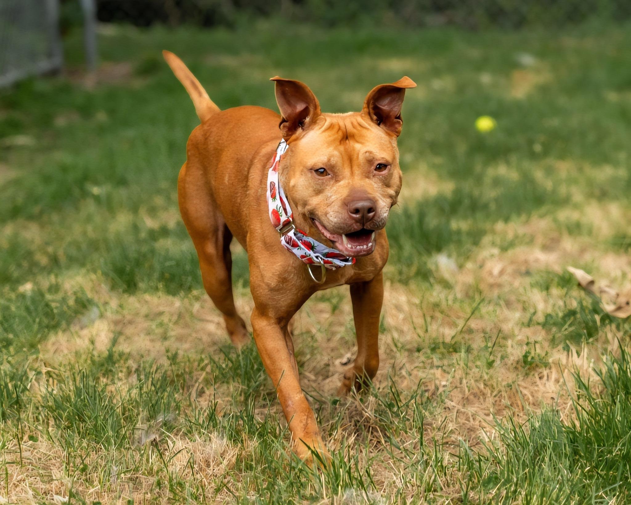 Enlarge Roo, a Adoptable Pit Bull Terrier in North Kingstown, RI image 2/3