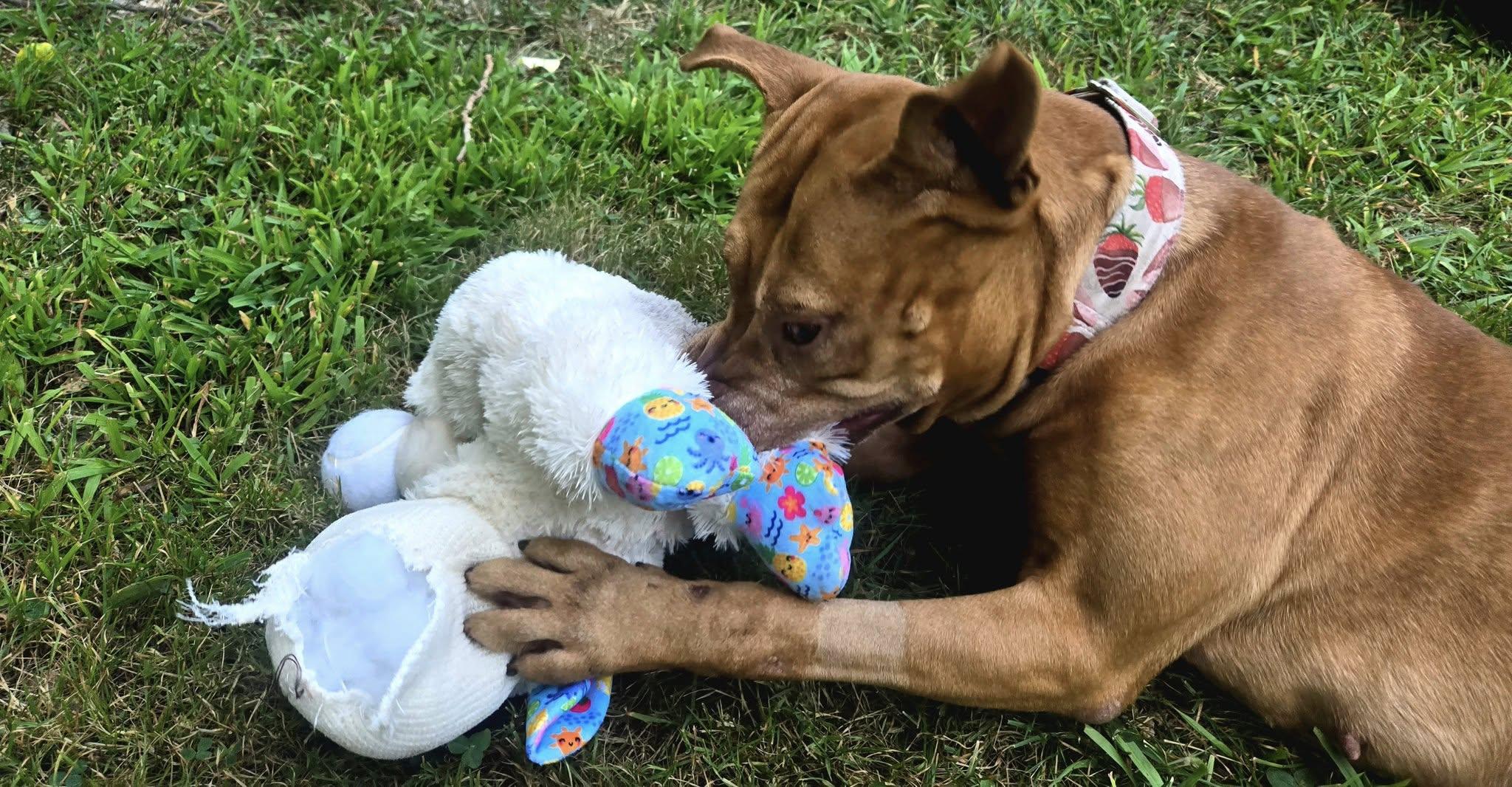 Enlarge Roo, a Adoptable Pit Bull Terrier in North Kingstown, RI image 3/3