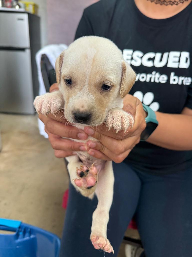 Enlarge Buck, a Adoptable mixed breed in Mangilao, GU image 1/2